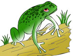 Frog Clip Art 13