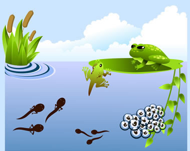 Diagram of the Frog Life Cycle