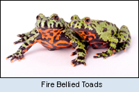 Fire Bellied Toads